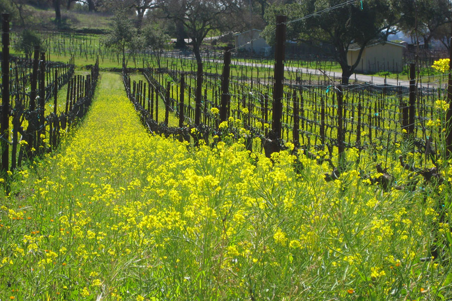 Vineyard in the spring during mustard season